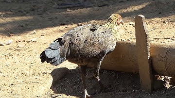 nkauj qaib txuam qaib qus ไก่ป่าลูกผสมตัวเมีย