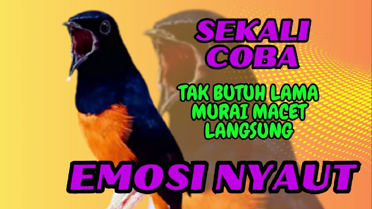 Pancingan PAGI-PAGI AGAR MURAI GACOR❗sekali coba murai DIAM langsung bunyi