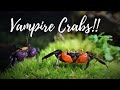 "Crabitat" Aquarium Build for Vampire Crabs