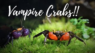 'Crabitat' Aquarium Build for Vampire Crabs