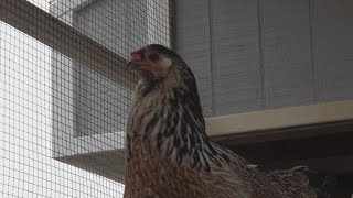Anderson County elementary school is teaching kids STEM skills through chickens