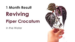 How do I save my Dying Piper Crocatum Plant | 1 month Result put Root Rotting plant in Water