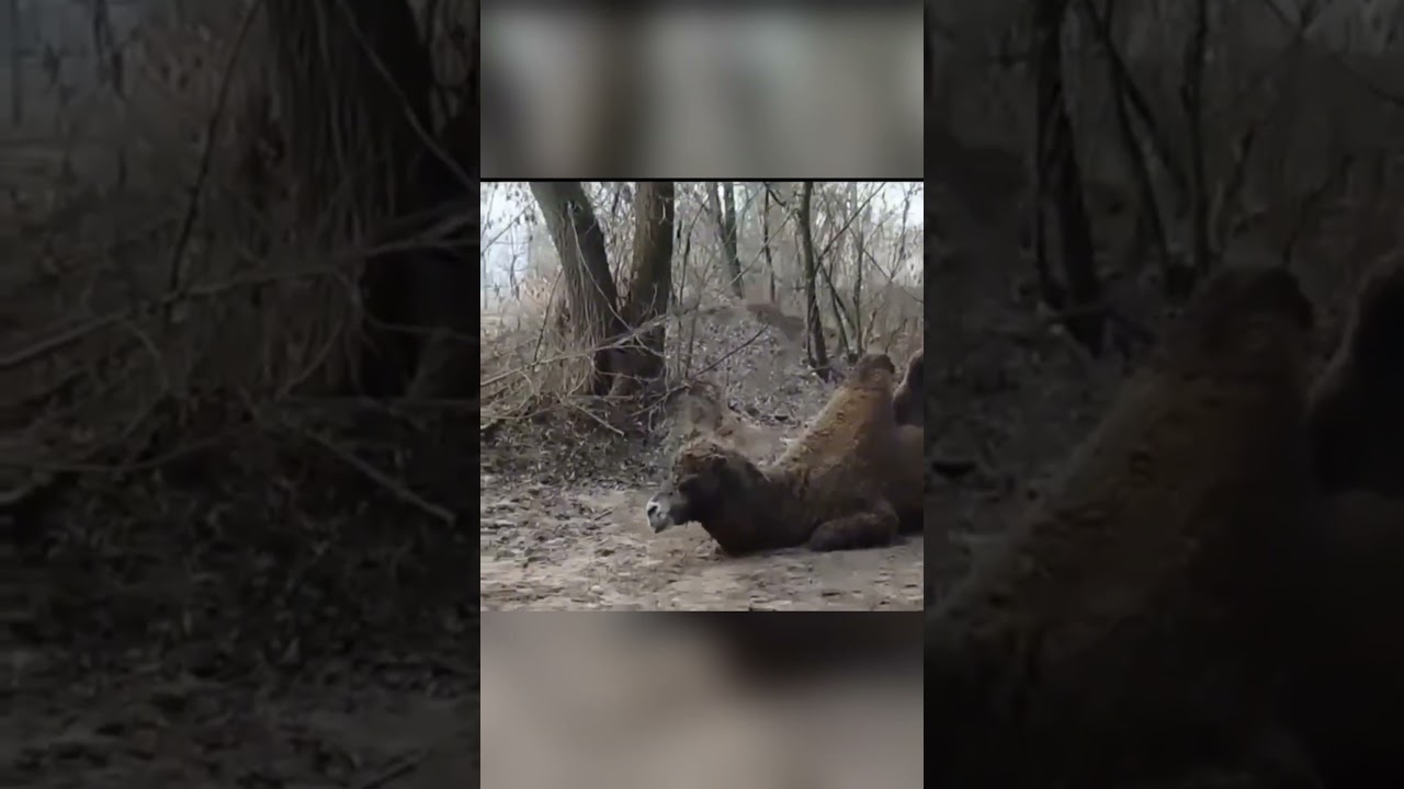 Imágenes recientes del desgaste en la guerra.