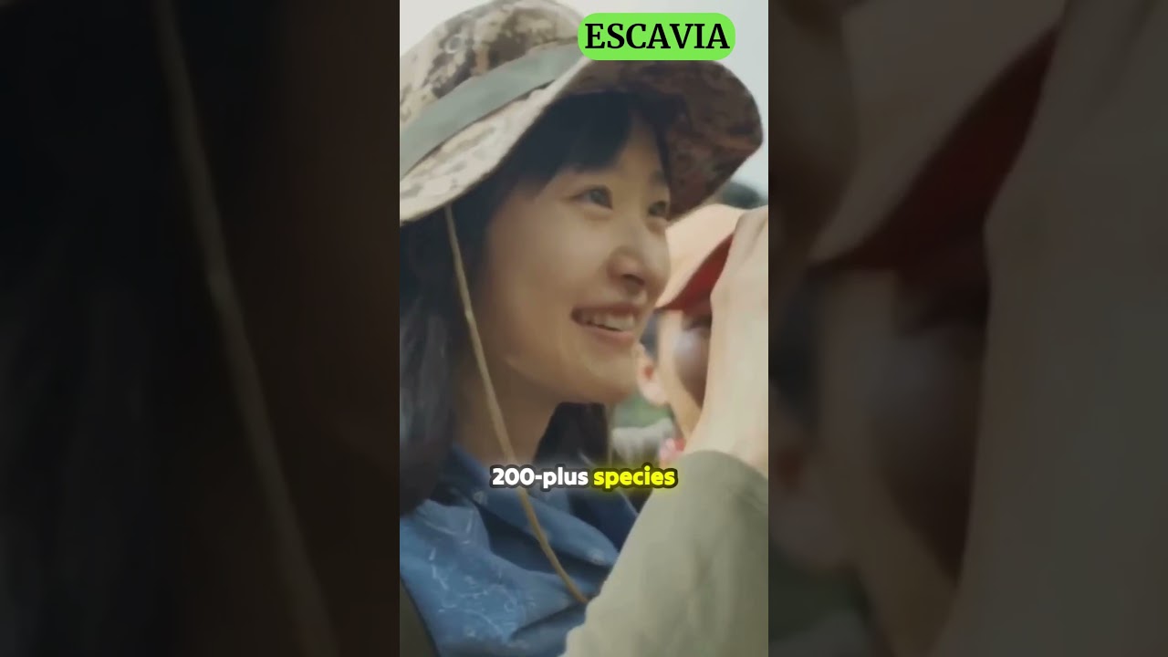 Into the Wild  Spotting Leopards 