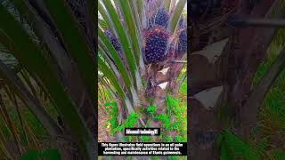 Oil Palm Harvesting and Plantation Maintenance Activities !! #innovation #tools #farming