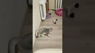 Scottish Fold cat chasing her tail