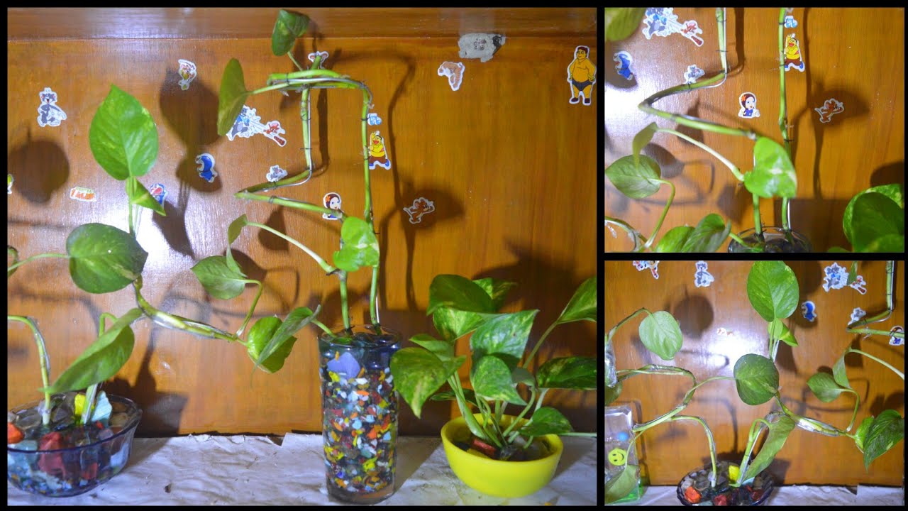How to decorate a money plant for table top using like bonsai(money