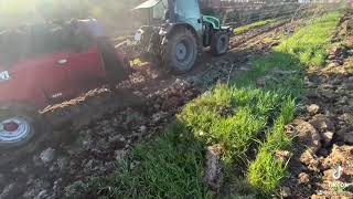 Utovar I Razbacivanje Stajnjaka U Mladom Voćnjaku Lijeska