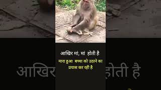 Monkey Mother Lovely Mother Death Monkey Baby