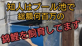 An acquaintance of mine is raising a ¥500,000 Nishikigoi in a pool