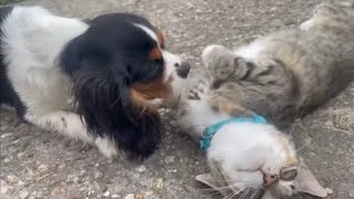 Cavalier Puppies Investigate Kitty Cats