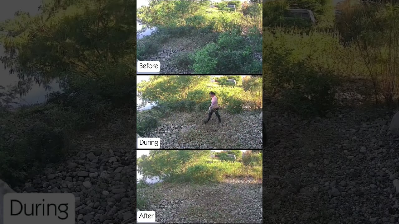 From Jungle to Joy: A Backyard Battle‎ 