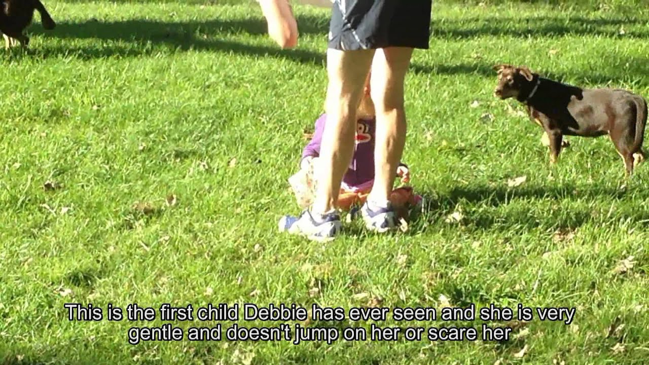 Noonbarra Debbie - First day at dog park in Orange 2014