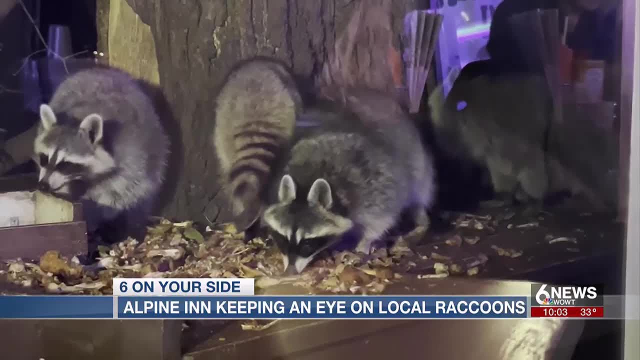 Omaha s Alpine Inn Keeping Close Eye On Local Raccoons Amid Rabies omaha-s-alpine-inn-keeping-close-eye-on-local-raccoons-amid-rabies