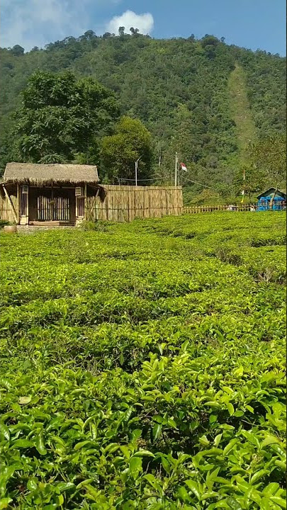 Lihat kebun teh di puncak Bogor #shorts #storywa #tea #travel