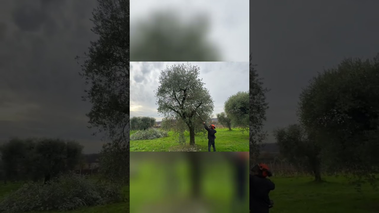 Potatura Piante  Tecnica Facile per Risultati Sorprendenti