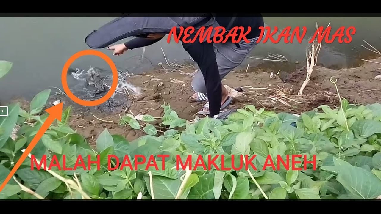 Nembak ikan mas malah dapet yg mengerikan