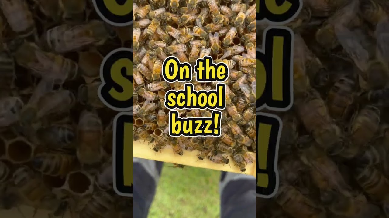 How do bees get to school 🏫 