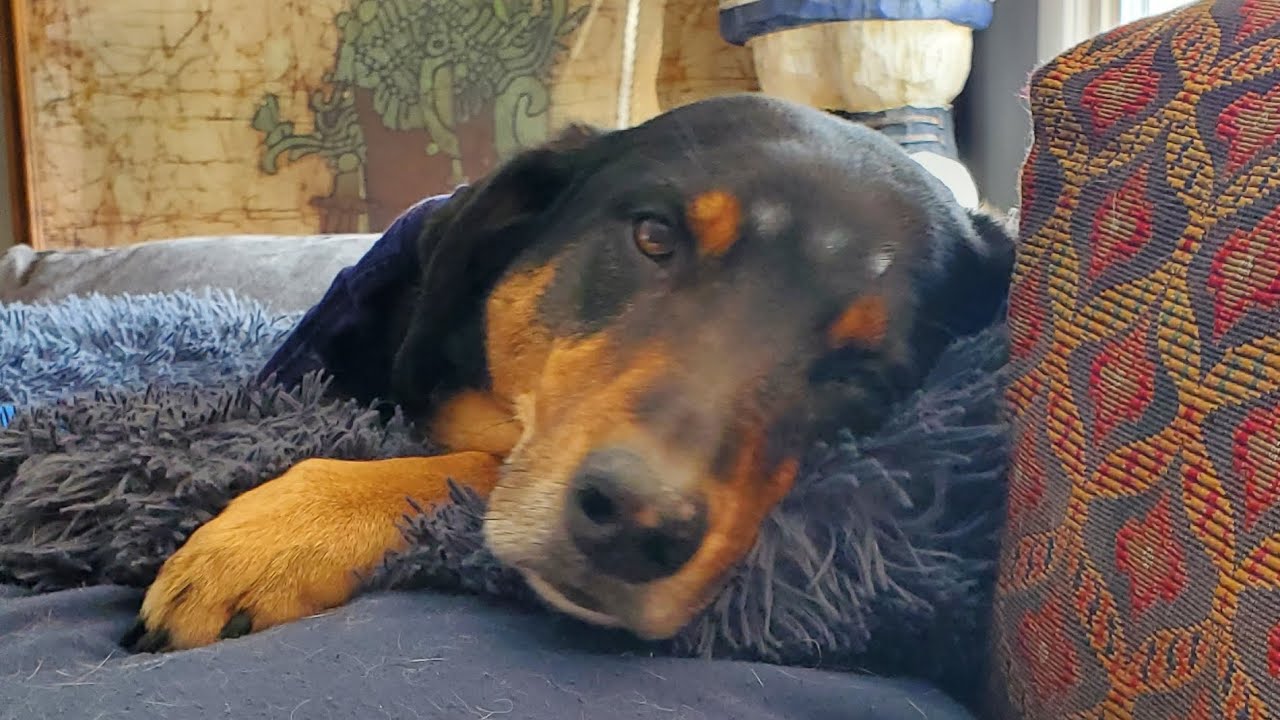 🧘‍♀️ Meditate with Otis .