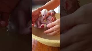 Three White Newborn Baby Monkeys, Just Born, Are Gently Bathed T