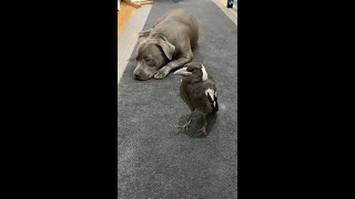 English Staffy and a baby magpie love to play