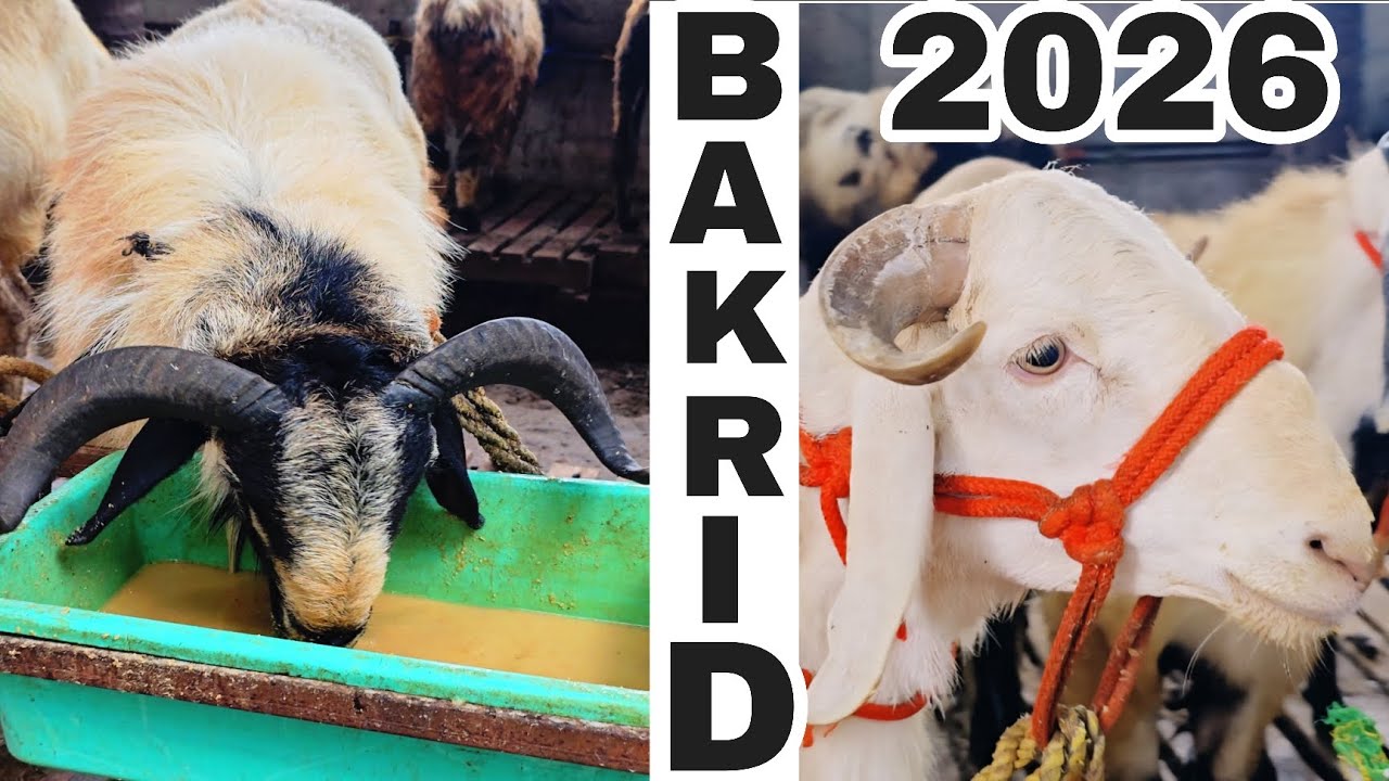 BAKRID 2026 | BAKRA Farms | Niyas Sheep Farm | Tamil Nadu | #goat # ...