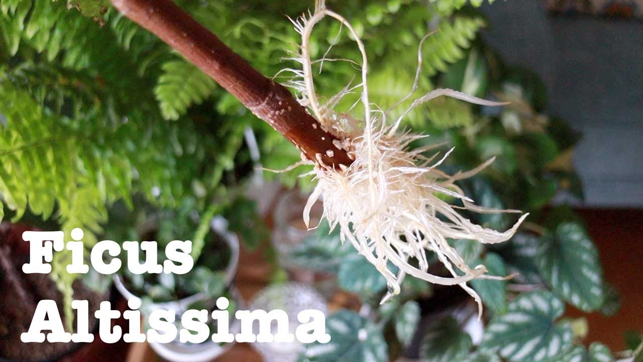 観葉植物 ゴムの木 フィカス アルテシマ の剪定 挿し木 水挿しで簡単に増やせます Pruning And Propagating A Rubber Plant Ficus Altissima Youtube