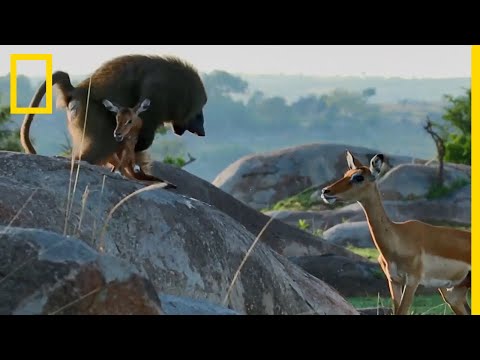 In Baboons The Desire For Meat Is Sometimes Too Strong 