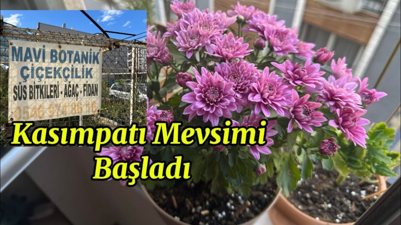Kasımpatılarla Evimiz Şenlendi 🌸 Seradan Al, Dik, Keyfini Çıkar! #kasımpatı #Chrysanthemum #çiçek 