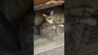 猫はこたつで丸くなる Japanese cats sleep in the kotatsu #ねこ #ねこのいる暮らし