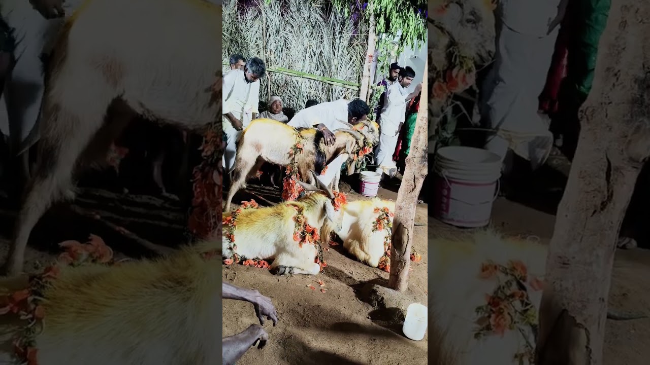 గొల్లచదువు చప్పదాలప్పడు 7660956024(23-2-2026)బళ్లకృష్ణపురంగ్రామంలోచప్పవారుగంగమ్మతల్లిపండుగ🙏🙏