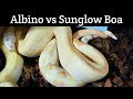Albino and Sunglow Boa Constrictors - How to Tell The Difference