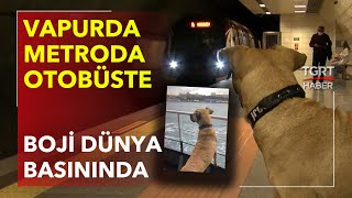 İstanbulun Gezgin Köpeği Boji Dünya Basınının Gündeminde