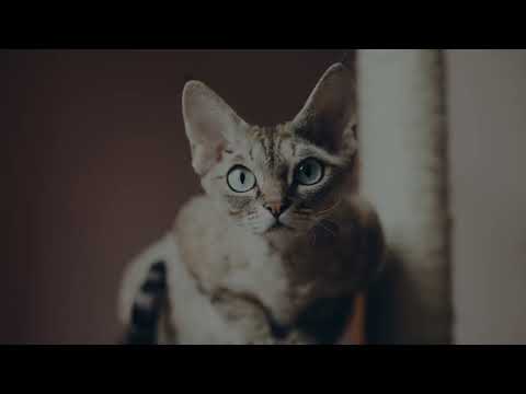 Devon Rex Katzentraining