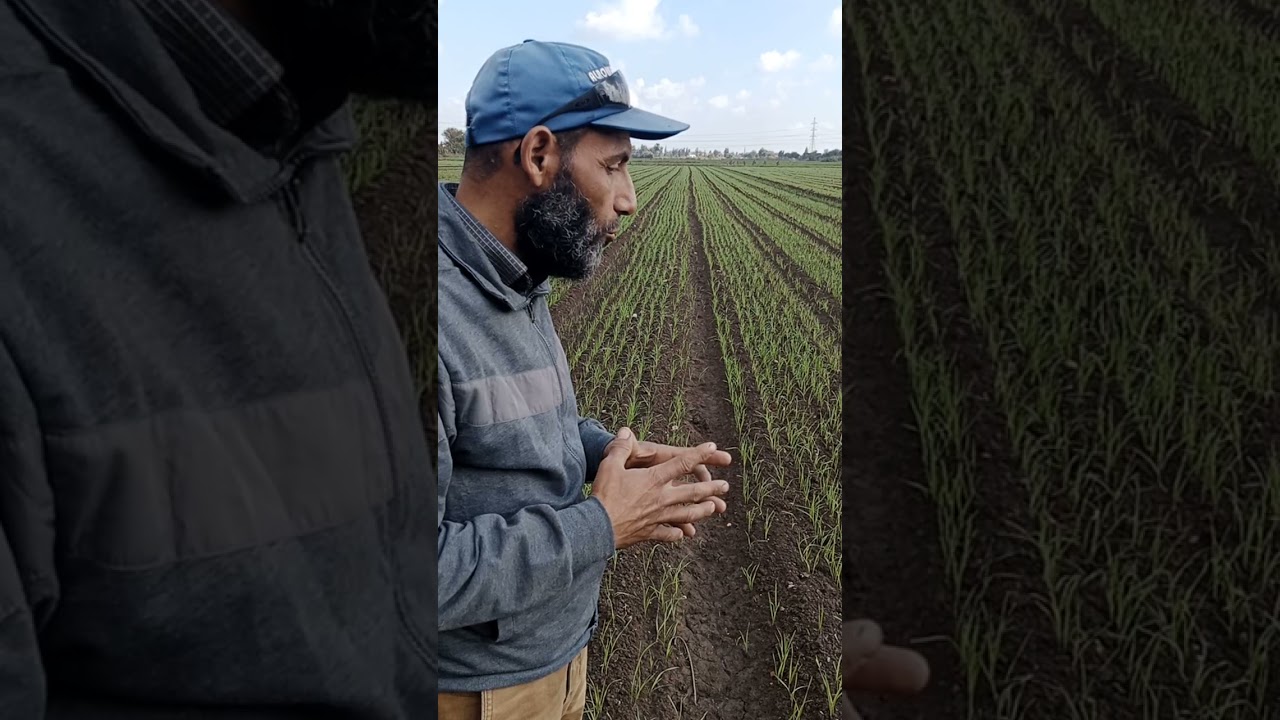 شوفو جمال القمح بعد الإهتمام والابتكار في زراعة وإنتاج القمح