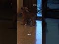 🤓😛அதே மாதிரி தான் இதும்...#mr_vvv #funnydog #vairalshort #labrador #funnypet #ytshort #shorts #pets