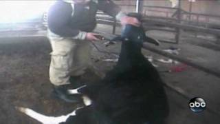 Undercover Video Cow Dehorning