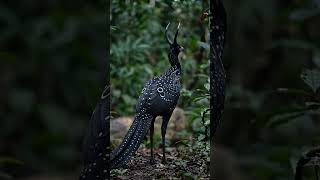 Animal voice sounds 🐧 #shorts #animel #viral