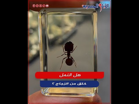 هل النمل خلق من زجاج
