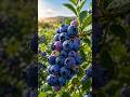 How Blueberries Grow From Flower to Fruit in 20 Seconds 🫐🌱 | #Shorts