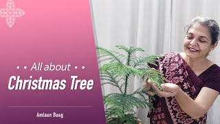 All About Christmas Tree | ये जानकारी आपके क्रिसमस ट्री को तरोताजा़ रखेगी