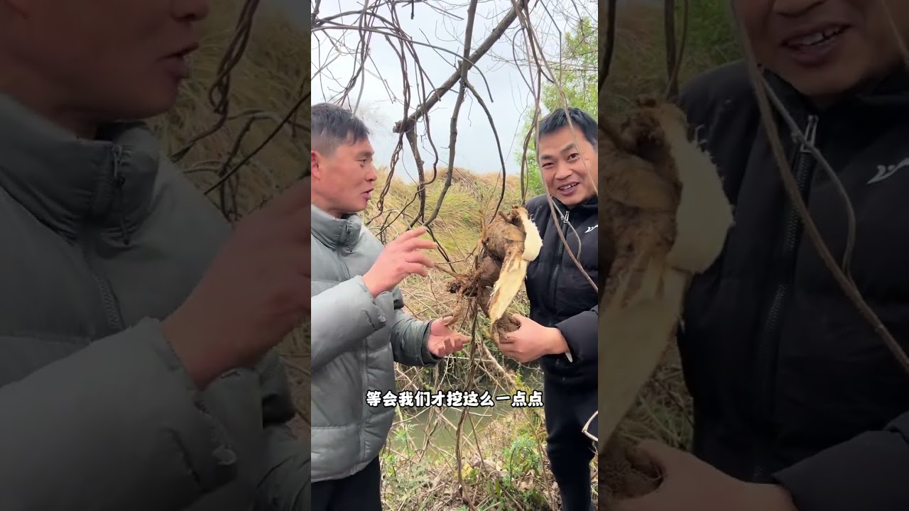 山中瑰宝，野生葛粉，二哥第一次挖葛根爆笑满满