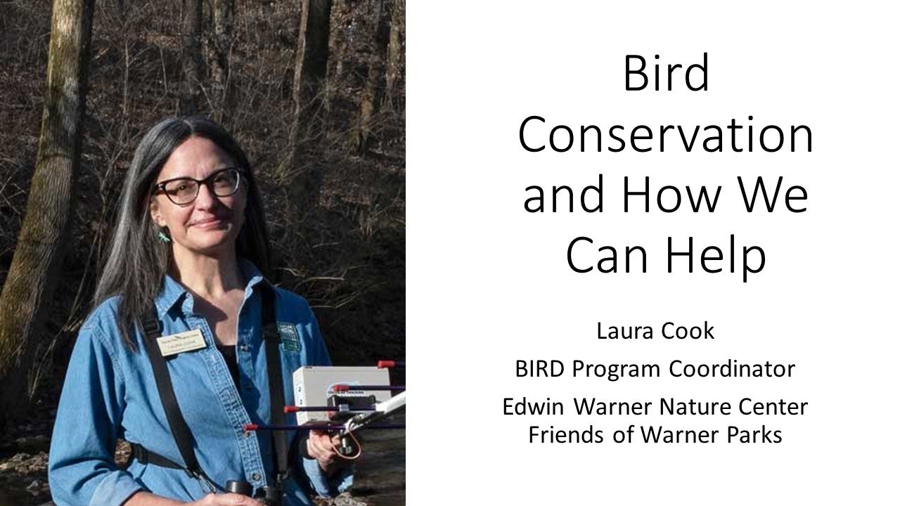 Bird Conservation and How We Can Help