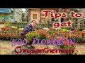 7 Best Tips to get 500 flowers in Chrysanthemum