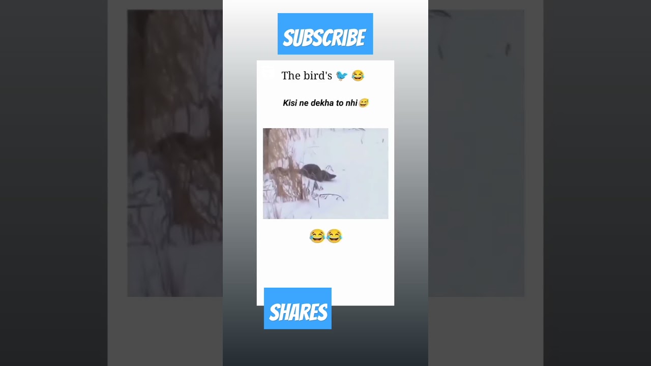 funny birds video 🤣