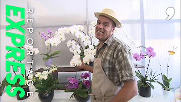 Comment faire durer une orchidée ?