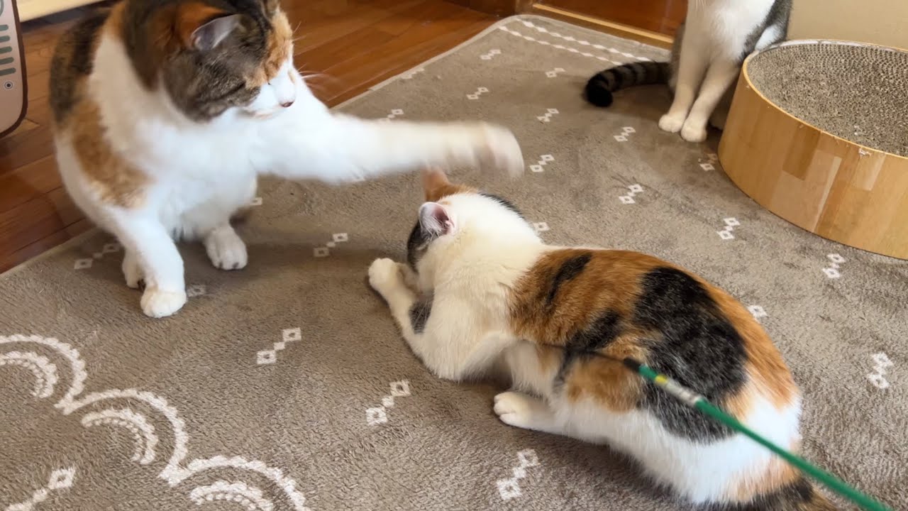 A cat punch explodes! What happened?! - YouTube