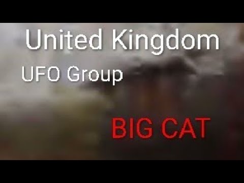 Looking for Aliens, We Found a Beast. (Big Cat Sighting)
