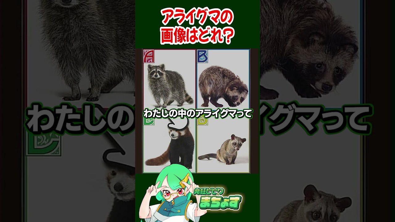 アライグマの画像はどれ?【 #全国一般人常識チェック 】#クイズ