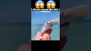 Sharks Sound Like This?